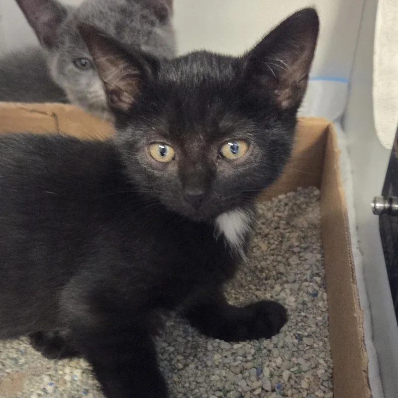 A baby small-sized female Domestic Short Hair cat named Elisha for adoption in Voorhees, NJ
