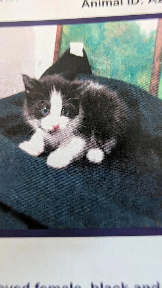 A baby small-sized female Black & White / Tuxedo Domestic Short Hair cat named Daphne for adoption in Parker, CO