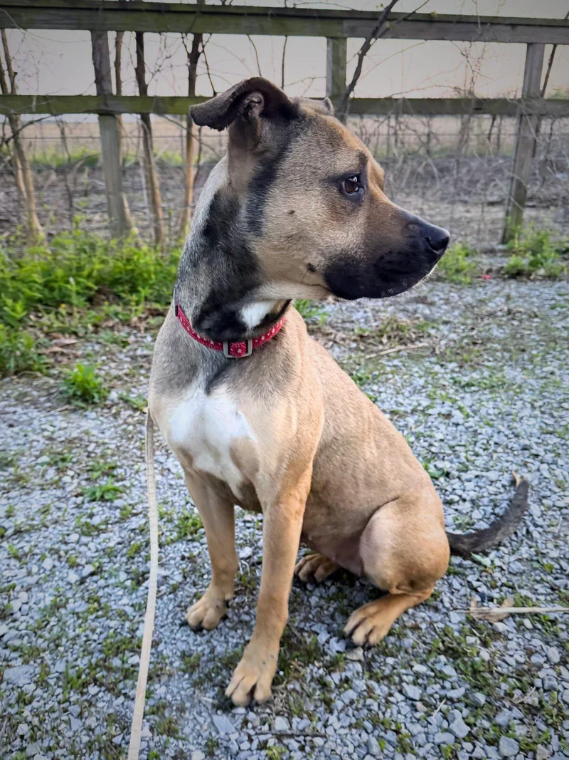 An adult medium-sized female Bicolor Mixed Breed dog named Matilda for adoption in Royalton, IL