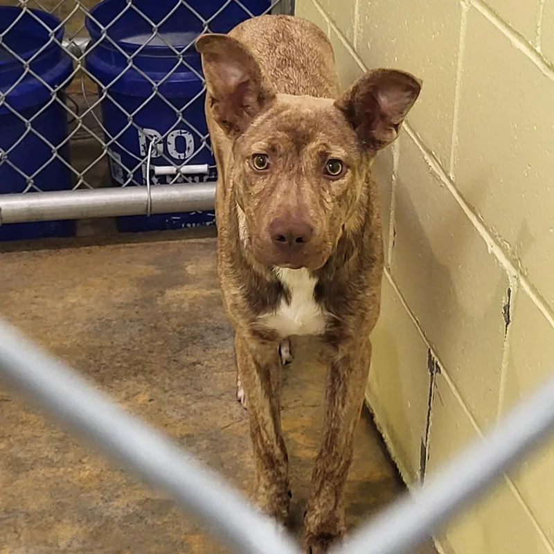 A young medium-sized female Mixed Breed dog named Sia for adoption in Marion, MS