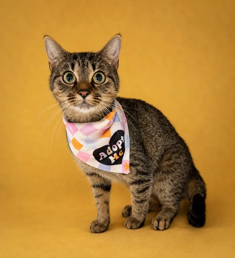 A young large-sized female Domestic Short Hair cat named Nelly for adoption in Columbia, TN