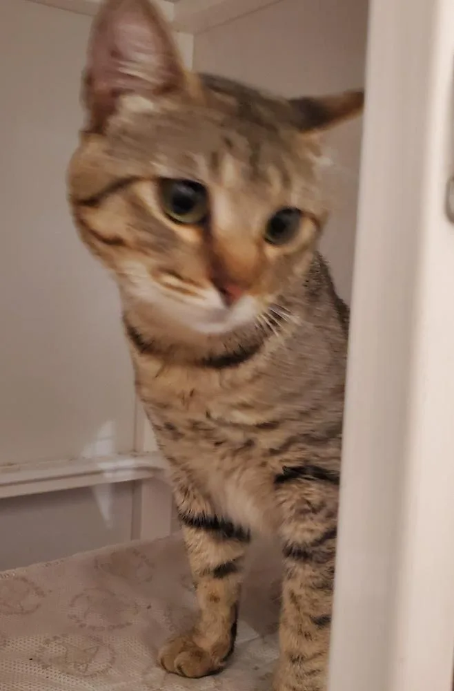 An adult medium-sized male Domestic Short Hair cat named Sizzle for adoption in Dallas, TX