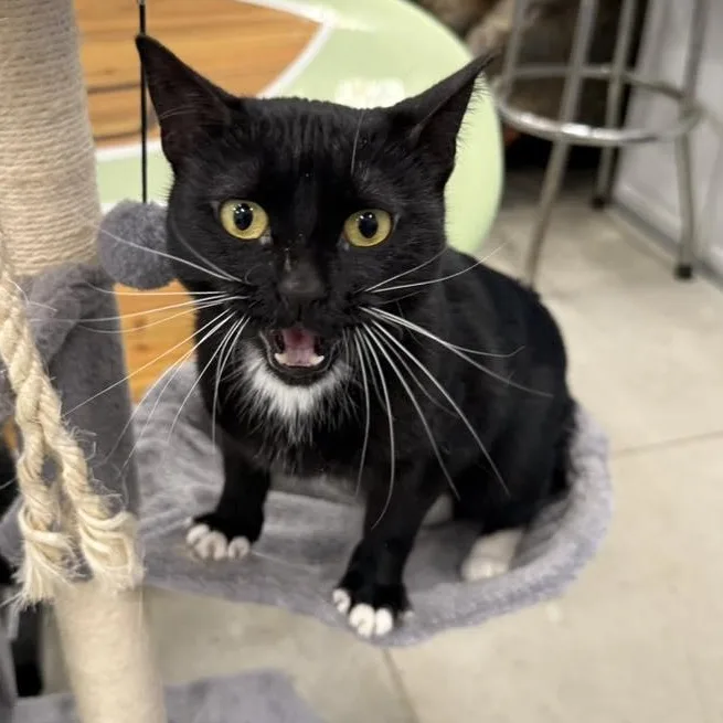 A young medium-sized female Black & White / Tuxedo Domestic Short Hair cat named Iris for adoption in Tipton, IA