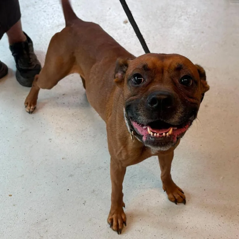 An adult small-sized female Brown / Chocolate Mixed Breed dog named Ellie Chu Stray Hold for adoption in Huntington, WV