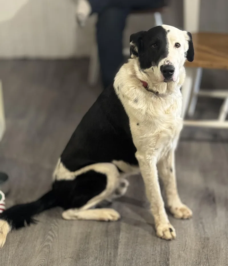 An adult large-sized male Collie dog named Ace for adoption in Denver, PA
