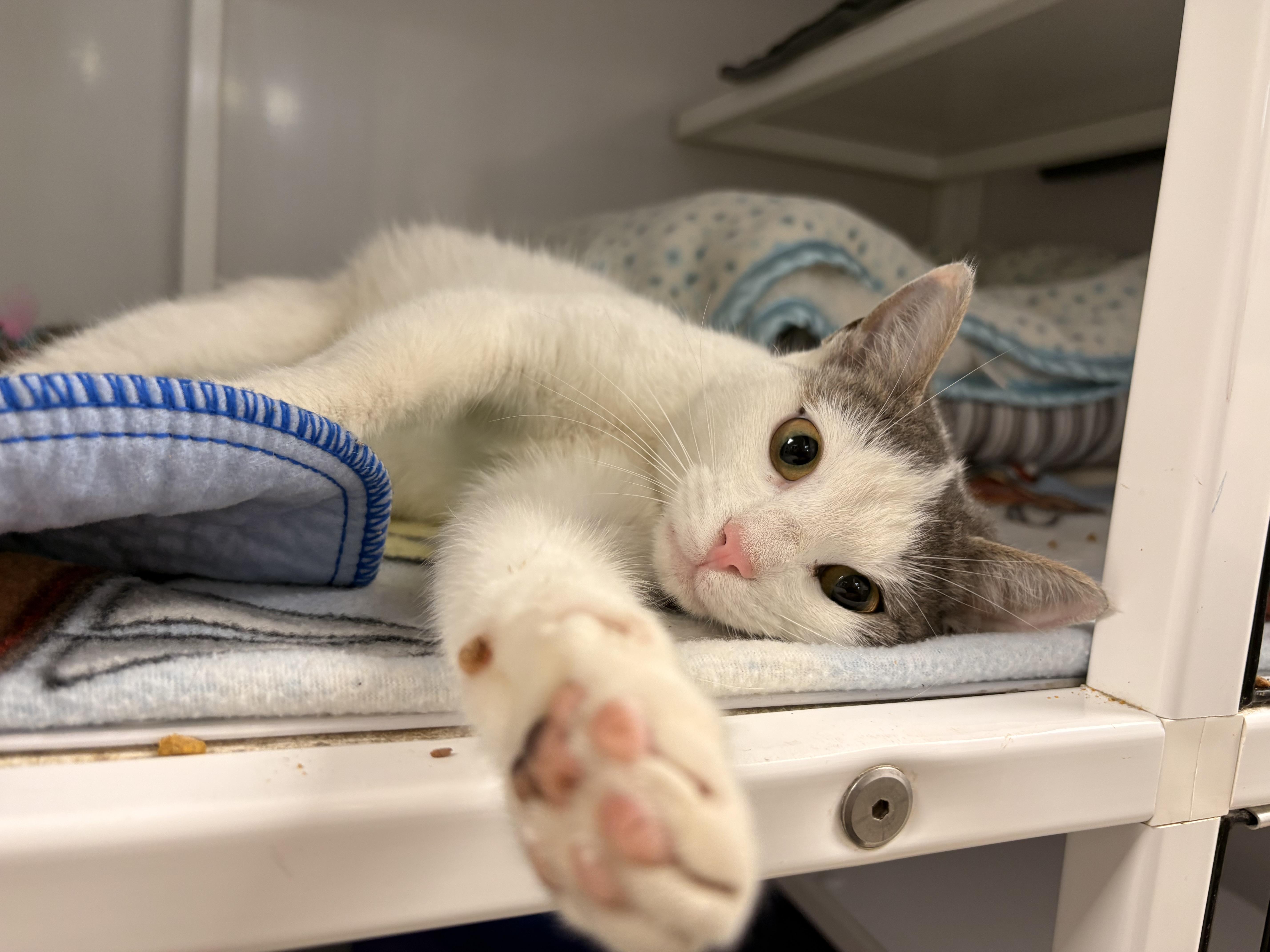 A young medium-sized female Tabby (Gray / Blue / Silver) Domestic Short Hair cat named Thistle for adoption in White Oak, PA