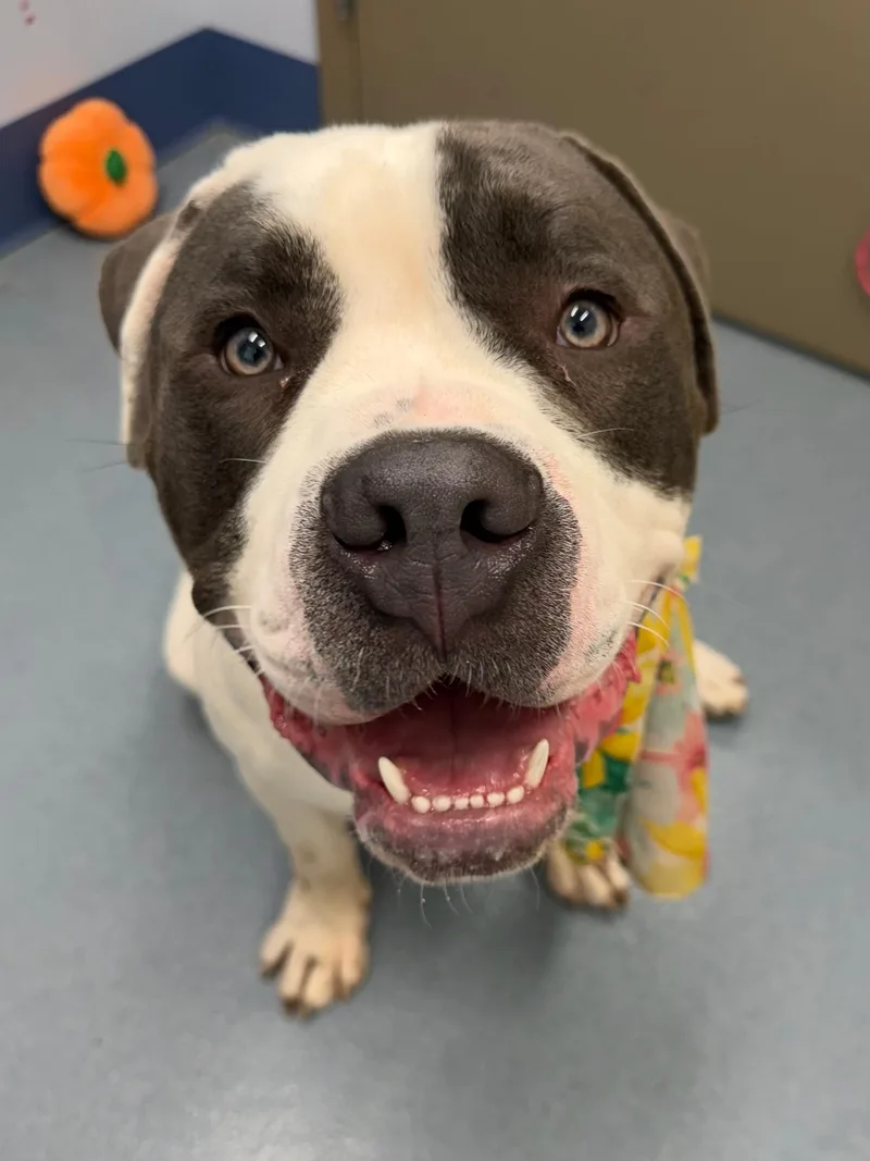 A young large-sized male Gray / Blue / Silver Bulldog dog named Jamba Tag for adoption in Central Islip, NY