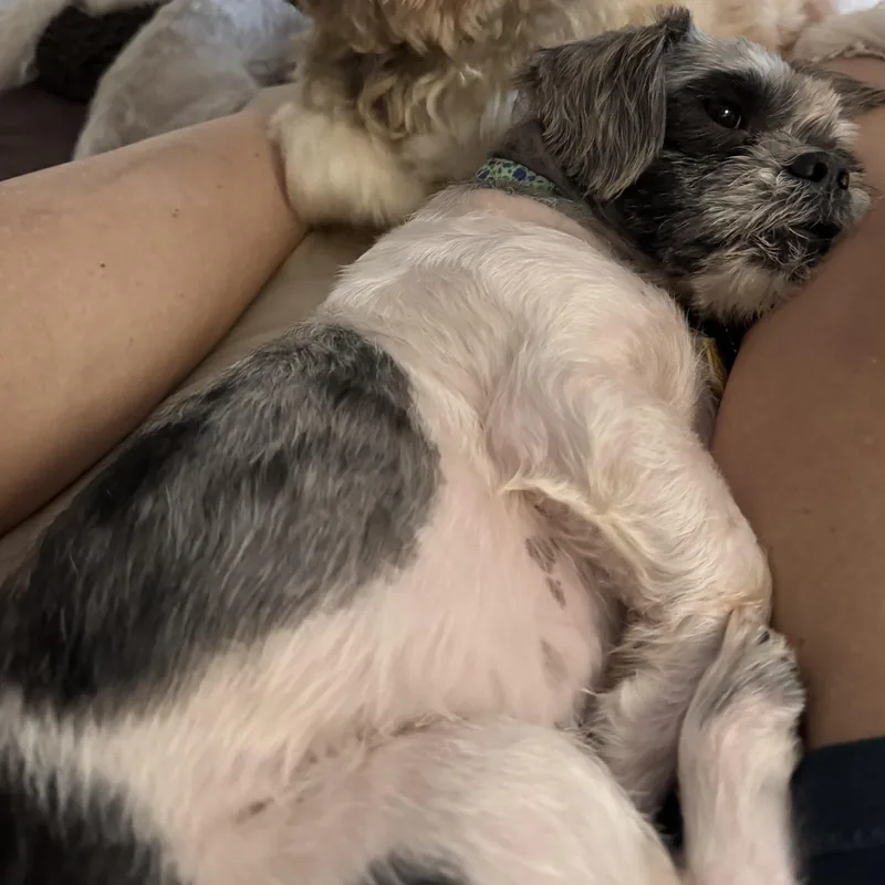 An adult small-sized male Black Lhasa Apso dog named Connor Passage for adoption in Plano, TX