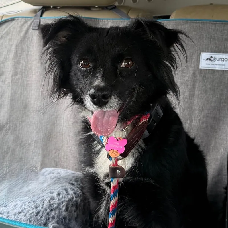 An adult medium-sized female Black Collie dog named Peyton for adoption in Bessemer, AL