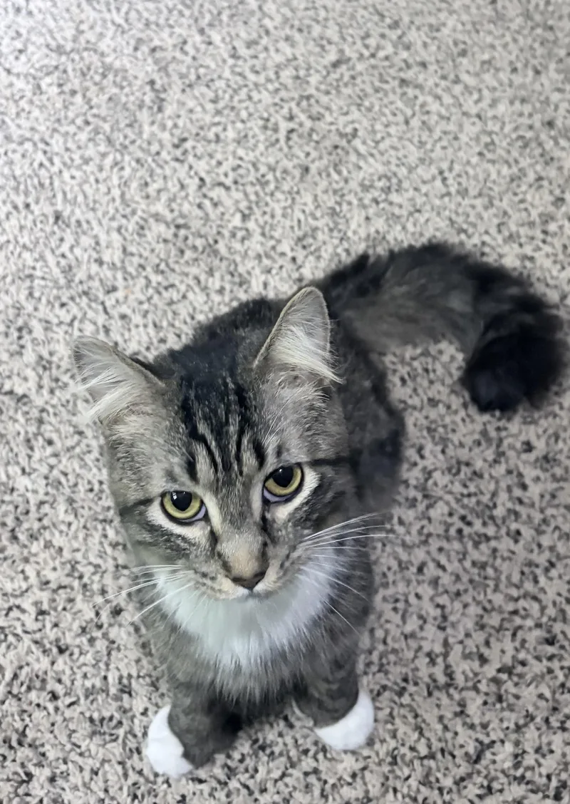A young medium-sized male Tabby (Brown / Chocolate) Domestic Medium Hair cat named Newt: Video!! for adoption in Edinburg, PA