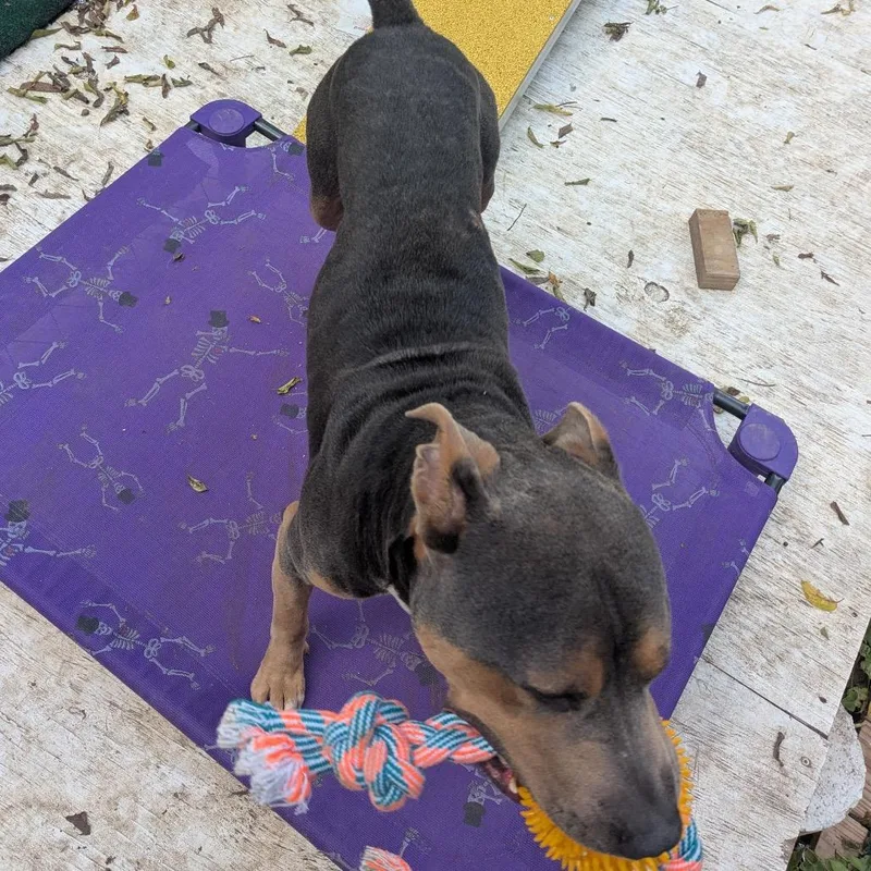 An adult medium-sized male Gray / Blue / Silver Pit Bull Terrier dog named Smuggler for adoption in Dallas, TX