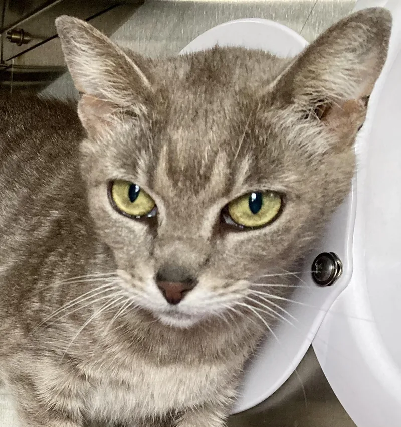 An adult medium-sized female Tabby (Gray / Blue / Silver) Domestic Medium Hair cat named Delilah for adoption in Sandusky, MI