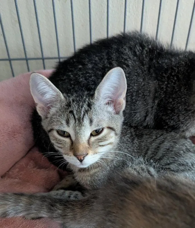 A young medium-sized female Tabby cat named Puffin for adoption in Ocala, FL