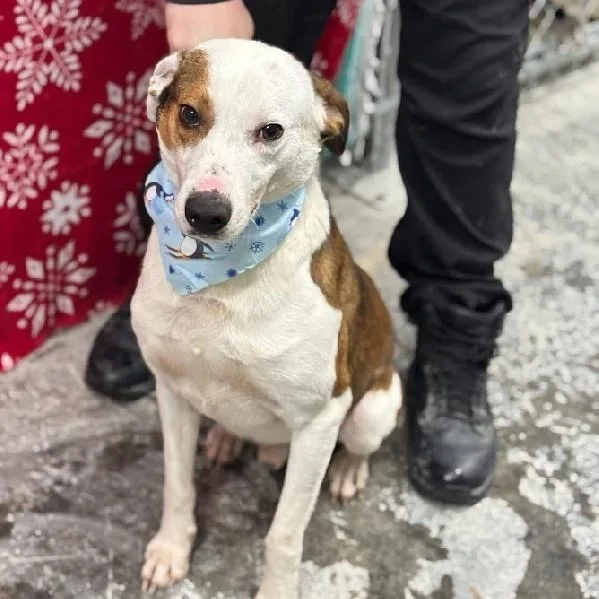 A young medium-sized male Bicolor Jack Russell Terrier dog named Barclay for adoption in Scottsburg, IN