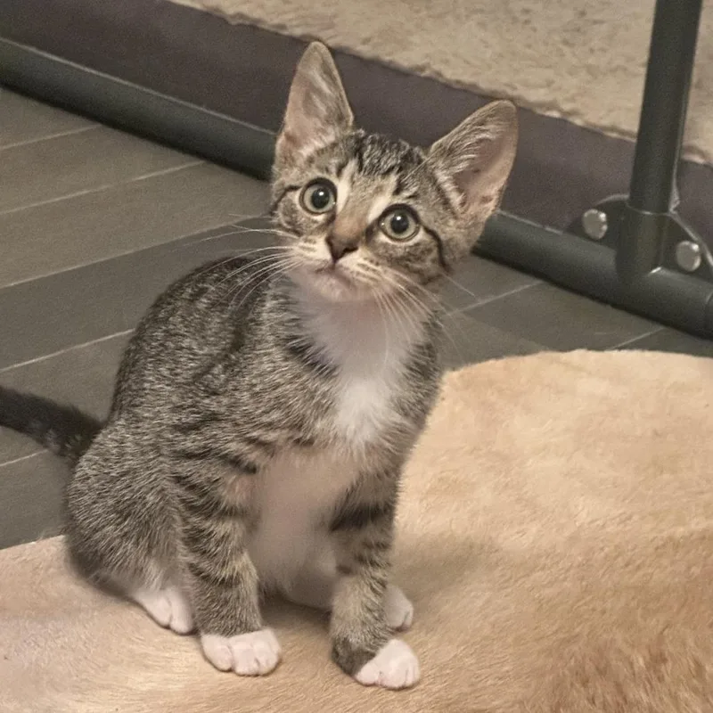 A baby small-sized male Brown / Chocolate Domestic Short Hair cat named Sebastian for adoption in Fairfax Station, VA