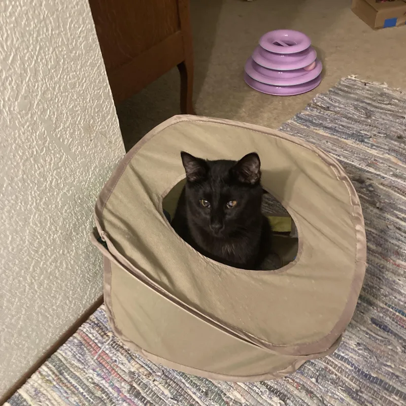 Squeaky Pete thumbnail 3