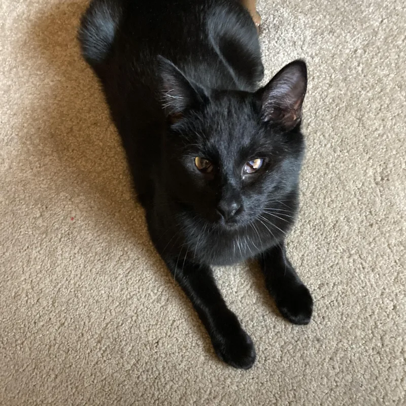 Squeaky Pete thumbnail 4