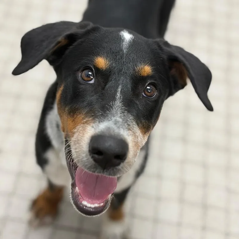 A baby medium-sized male Australian Cattle Dog / Blue Heeler dog named Drift for adoption in Camden, DE