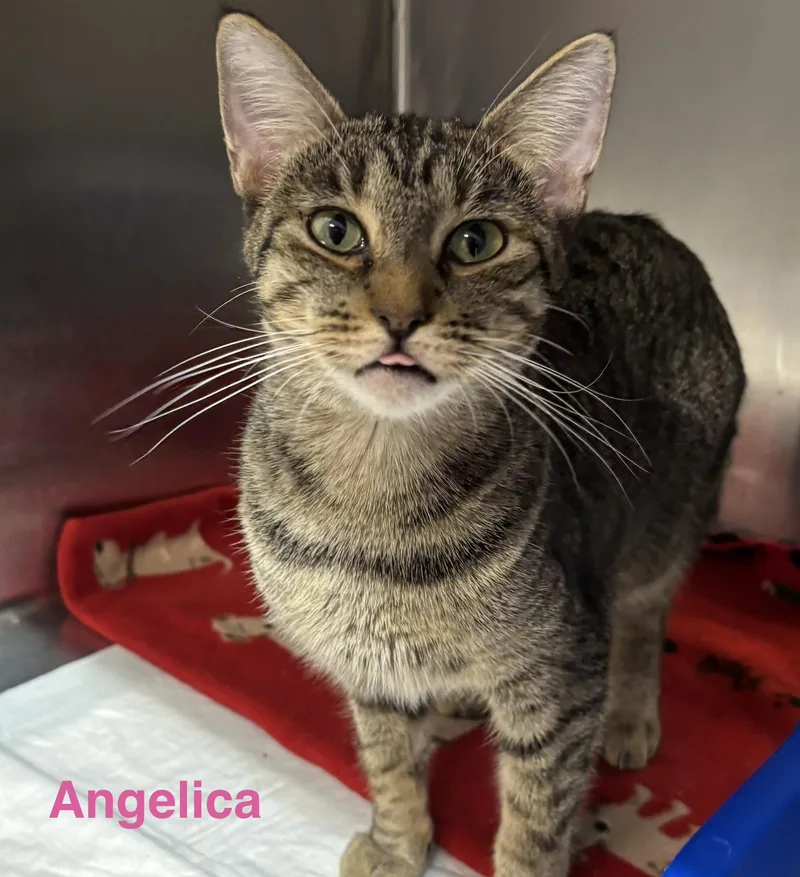 Angelica