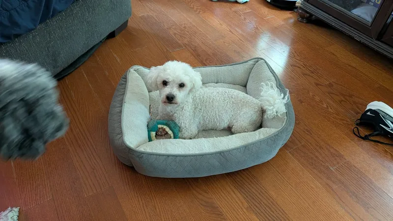 Chico K thumbnail 2
