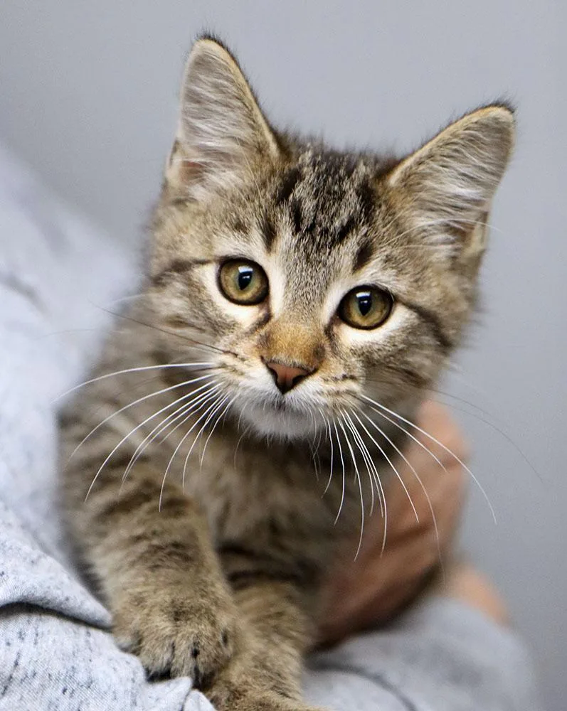 A baby medium-sized male Domestic Medium Hair cat named Flynn for adoption in Kansas City, KS