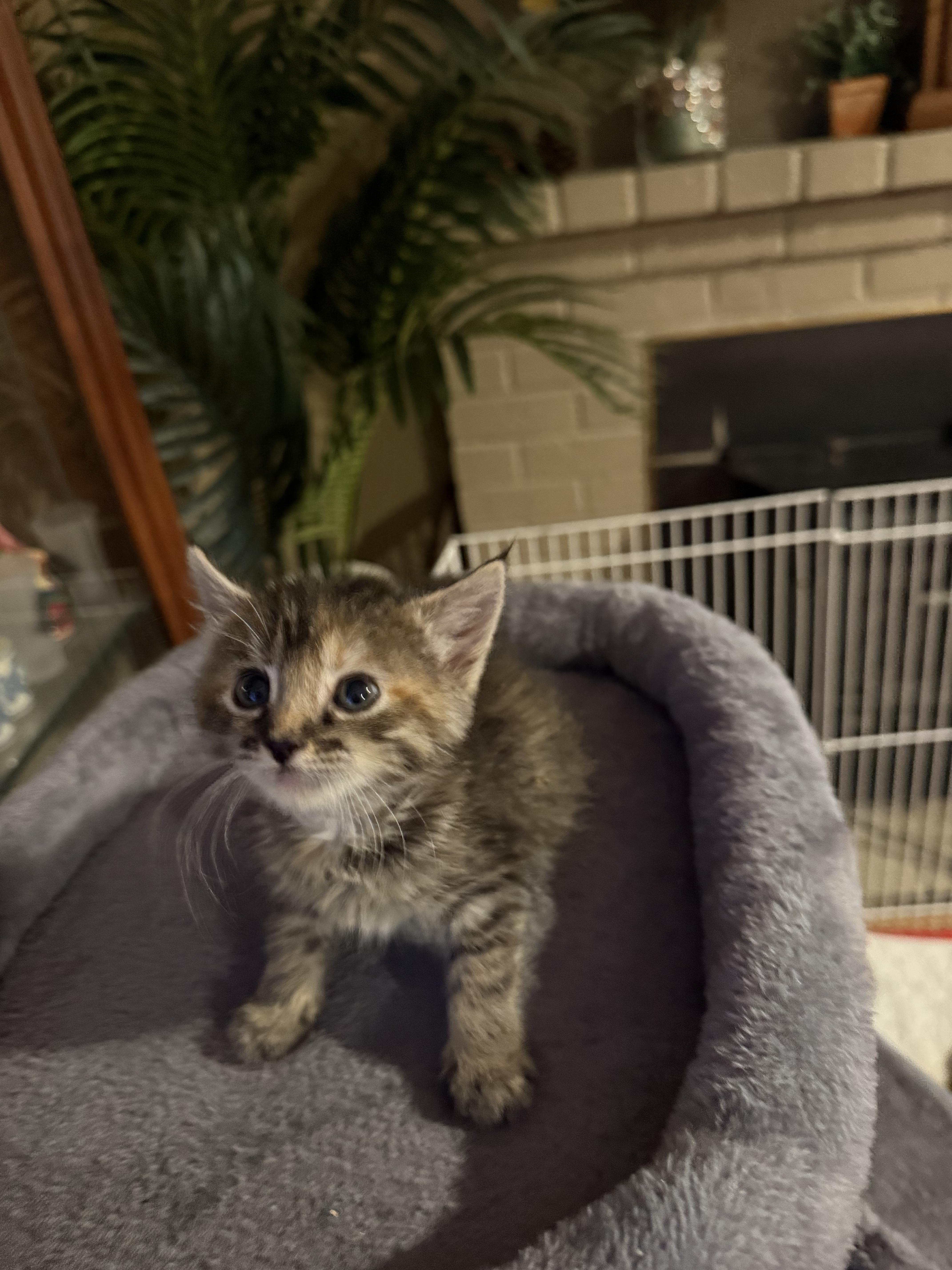 A baby small-sized female Tabby (Buff / Tan / Fawn) Domestic Short Hair cat named Aphrodite for adoption in Tracy, CA