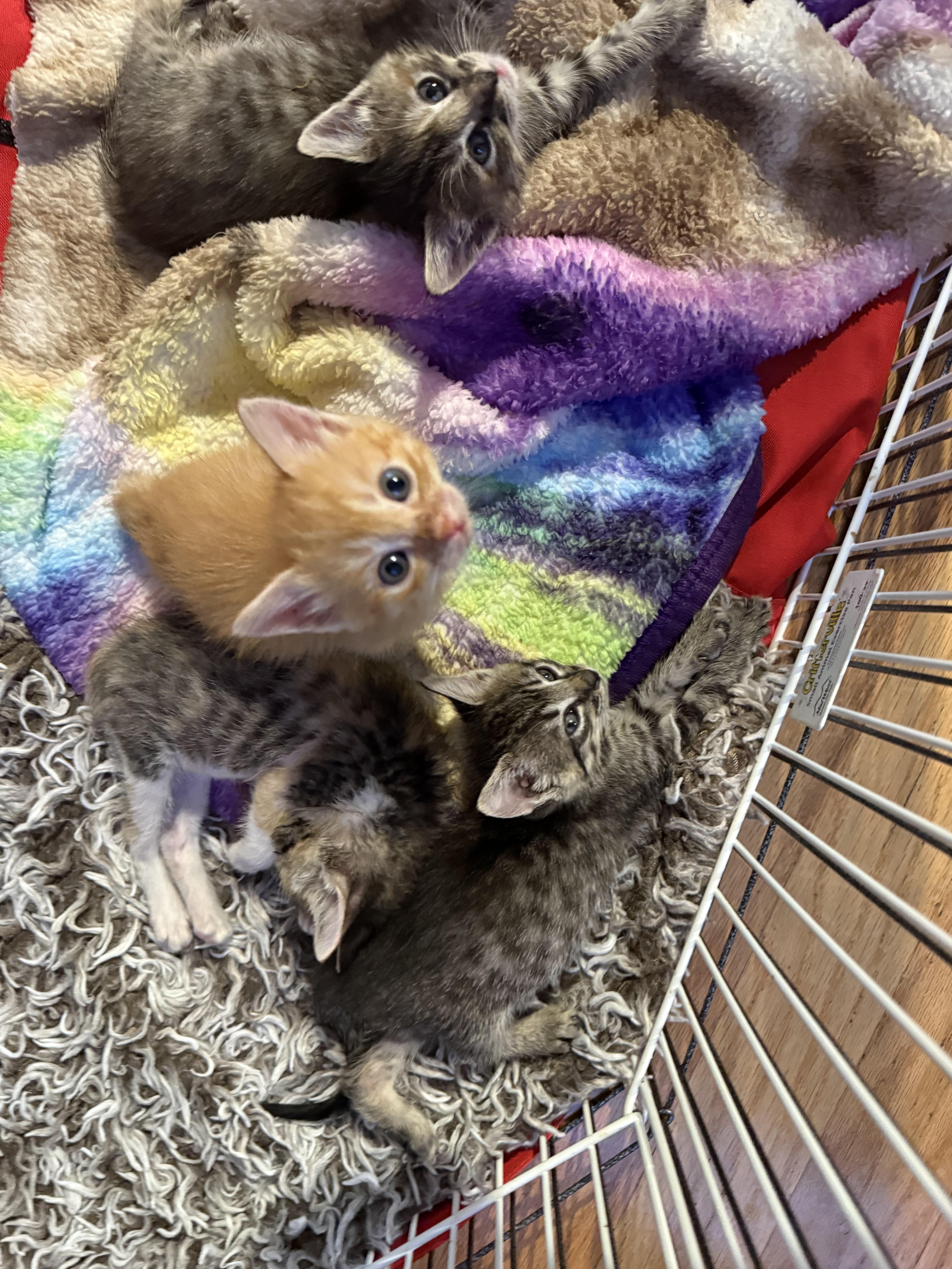 Aphrodite thumbnail 2