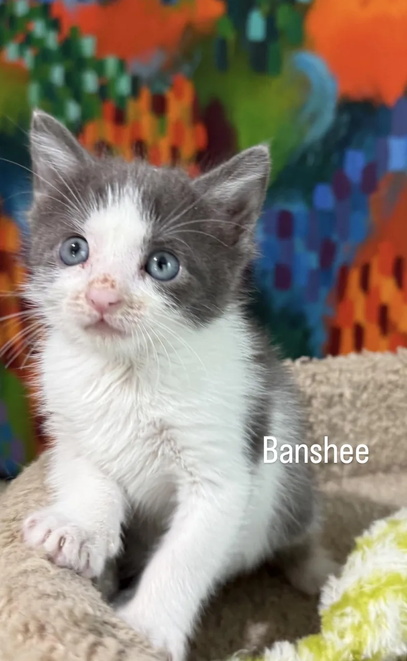 A baby medium-sized female Domestic Short Hair cat named Banshee for adoption in Asbury Park, NJ