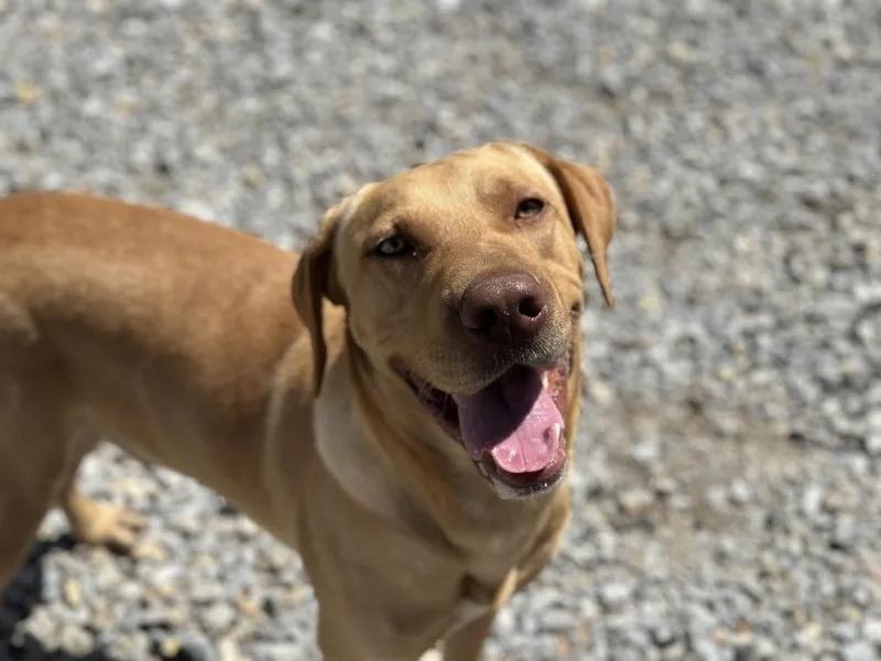 An adult large-sized male Yellow / Tan / Blond / Fawn Labrador Retriever dog named Cushenan Yeller for adoption in Broomfield, CO