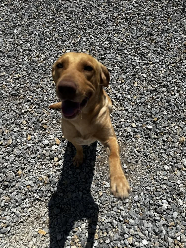 Cushenan  Yeller thumbnail 2