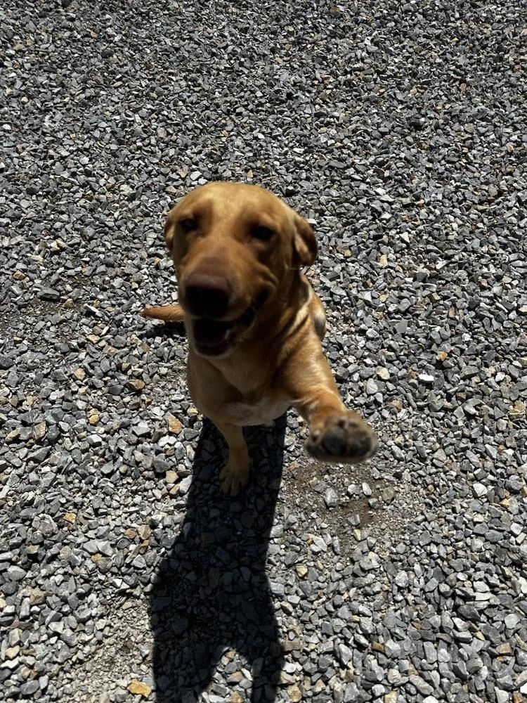 Cushenan  Yeller thumbnail 4