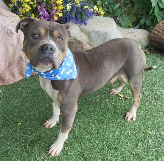 An adult small-sized male Pit Bull Terrier dog named Melvin for adoption in Oklahoma City, OK