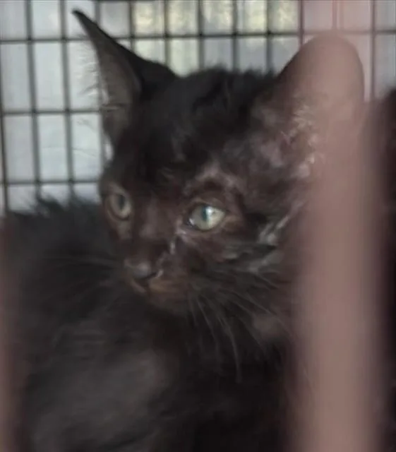 A baby small-sized male Domestic Short Hair cat named A for adoption in Houston, TX