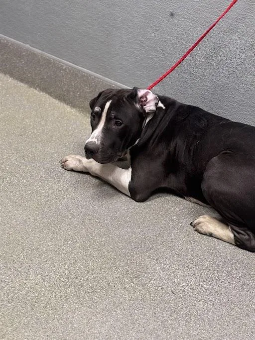 An adult medium-sized male Pit Bull Terrier dog named Steff for adoption in Las Vegas, NV