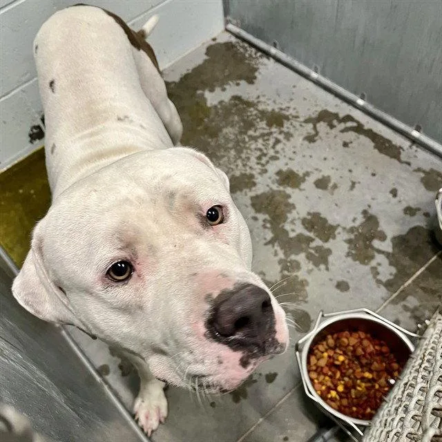 An adult large-sized male American Bulldog dog named Brine for adoption in Tavares, FL