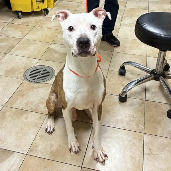 An adult large-sized male Pit Bull Terrier dog named Bouncer for adoption in Troutdale, OR
