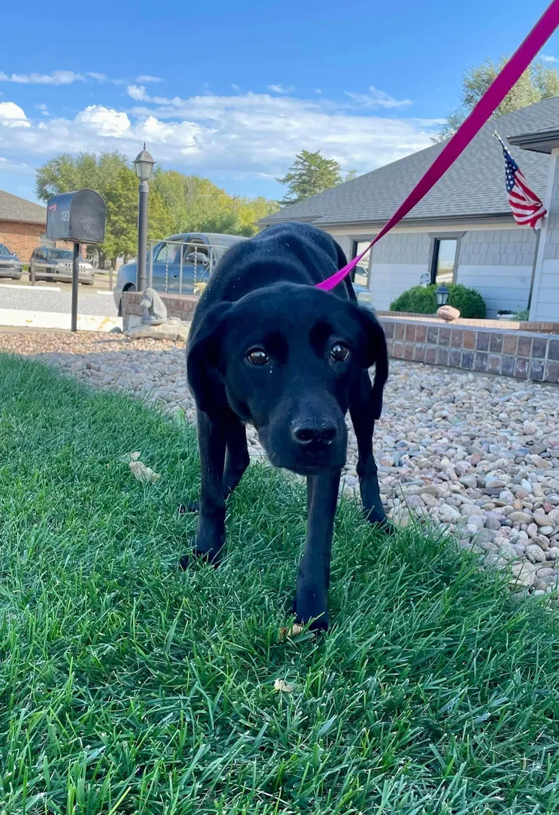 An adult medium-sized female Black Labrador Retriever dog named Ember for adoption in Abilene, KS