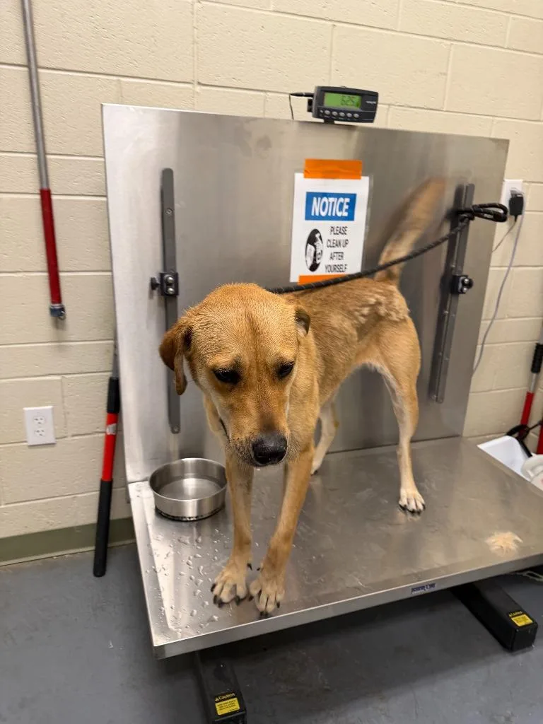 A young medium-sized female Labrador Retriever dog named Lola for adoption in Winder, GA
