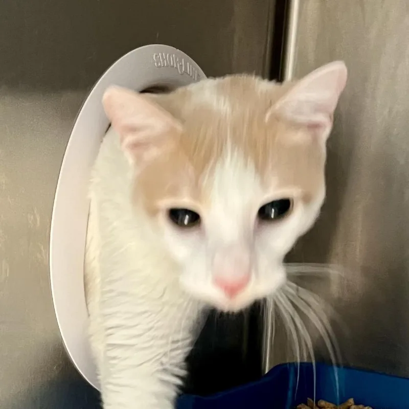 An adult medium-sized male Domestic Short Hair cat named Bonus for adoption in Cumming, GA