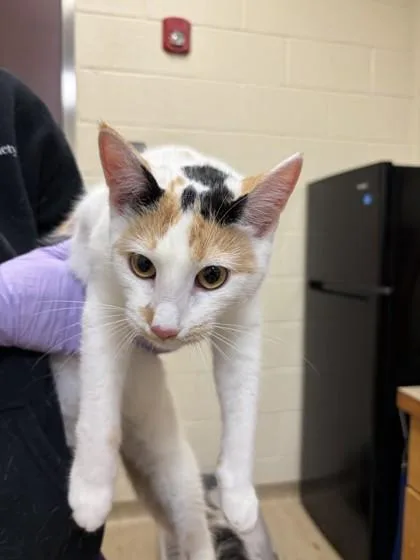 An adult small-sized female Domestic Short Hair cat named Trina for adoption in West Chester, PA