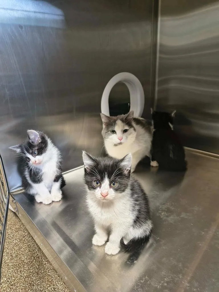 A baby medium-sized female Domestic Short Hair cat named Miranda for adoption in Maryville, TN