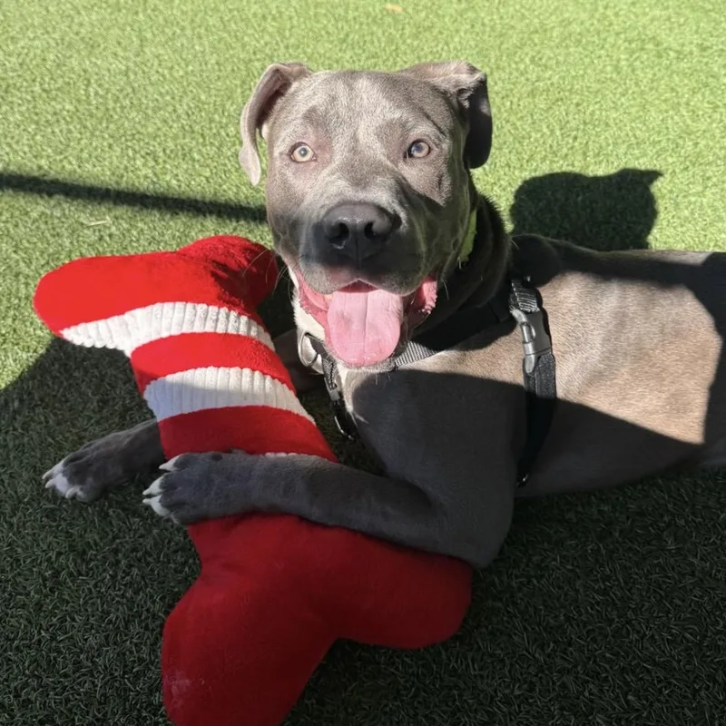 An adult large-sized male Gray / Blue / Silver Pit Bull Terrier dog named Chocolate for adoption in Eatontown, NJ