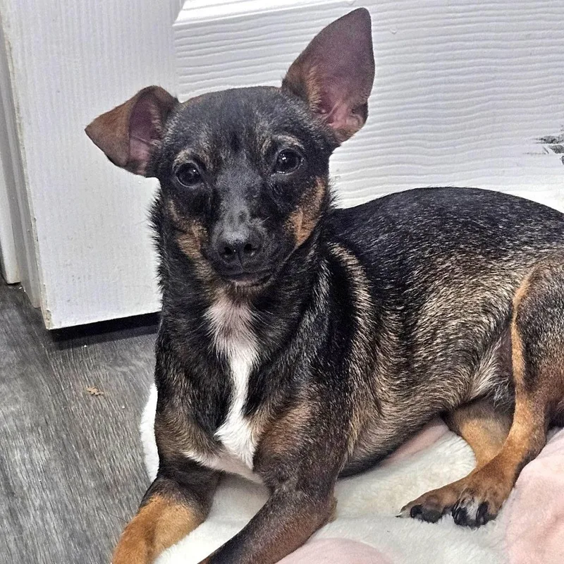 A young small-sized female Brown / Chocolate Chihuahua dog named Cardi B for adoption in CORPUS CHRISTI, TX