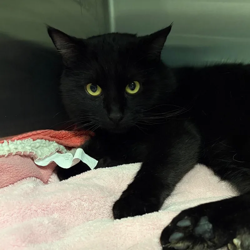 An adult large-sized male Black Domestic Short Hair cat named Dashcam Bonded to for adoption in Fredericksburg, VA
