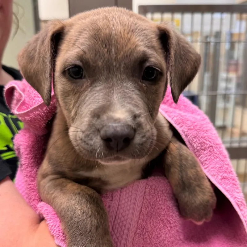 A baby small-sized male Gray / Blue / Silver American Staffordshire Terrier dog named Zach for adoption in Lynchburg, VA
