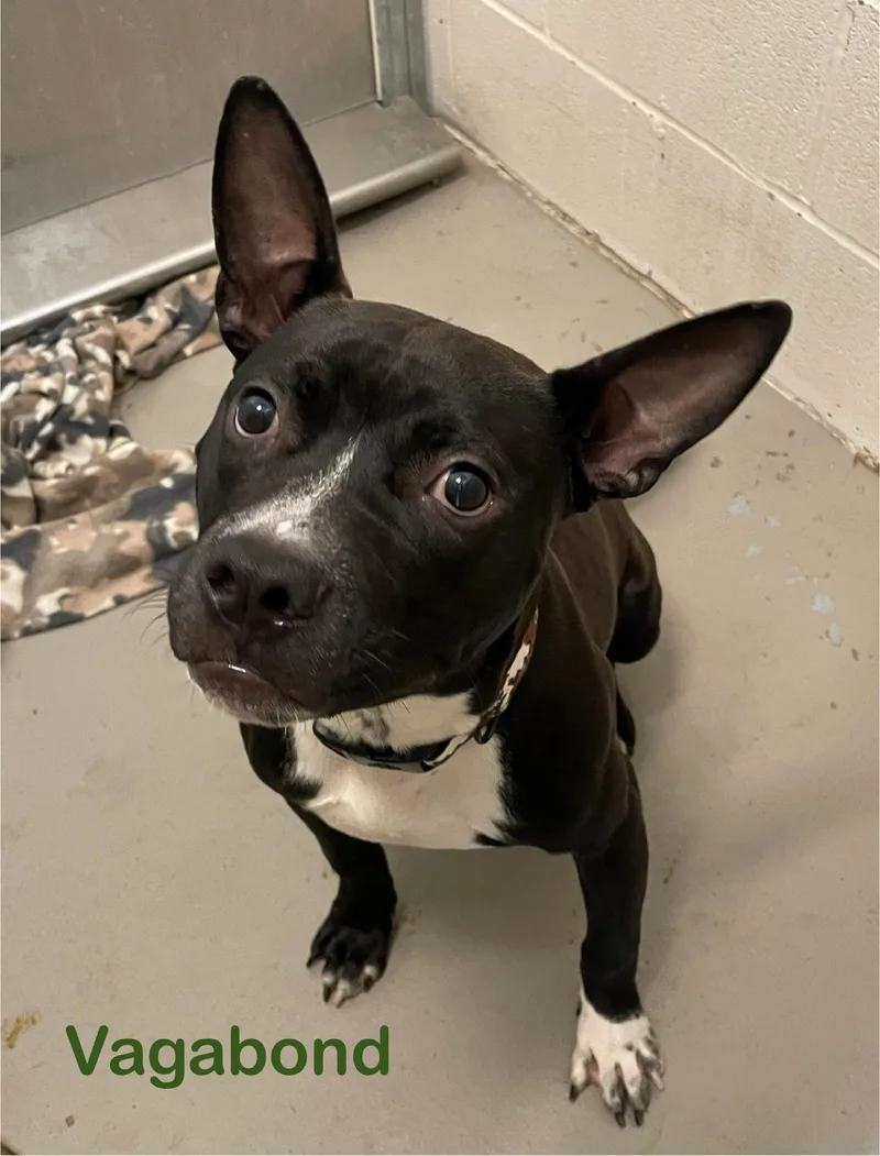 A young medium-sized male Black Boston Terrier dog named Vagabond HOLD for adoption in Canton, OH