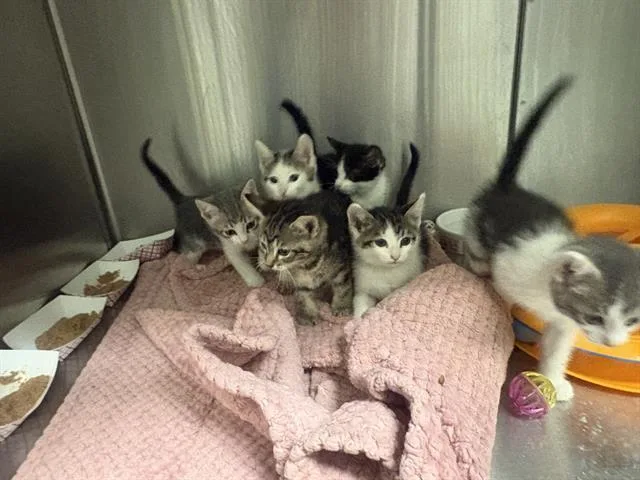A baby small-sized male Domestic Short Hair cat named Winston for adoption in Tustin, CA