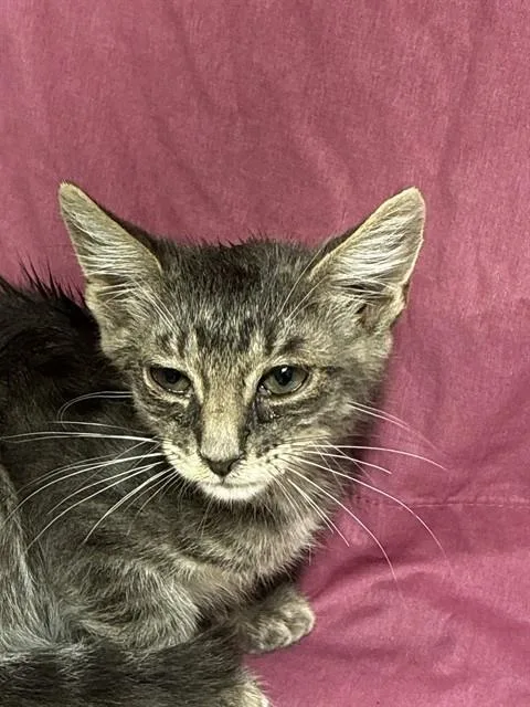 A baby small-sized male Domestic Short Hair cat named Riley for adoption in Fort Lauderdale, FL