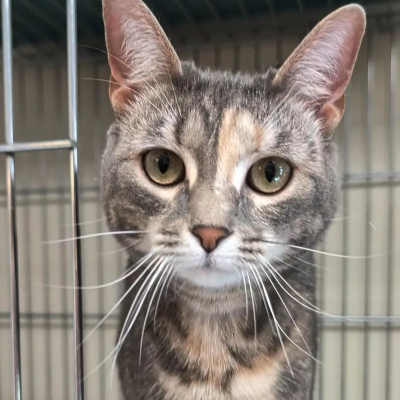 A young medium-sized female Dilute Tortoiseshell Domestic Short Hair cat named Luna for adoption in West Jefferson, OH