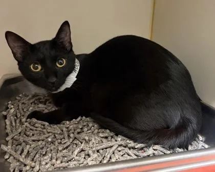 An adult small-sized female Domestic Short Hair cat named Gertie for adoption in Fairfax, VA